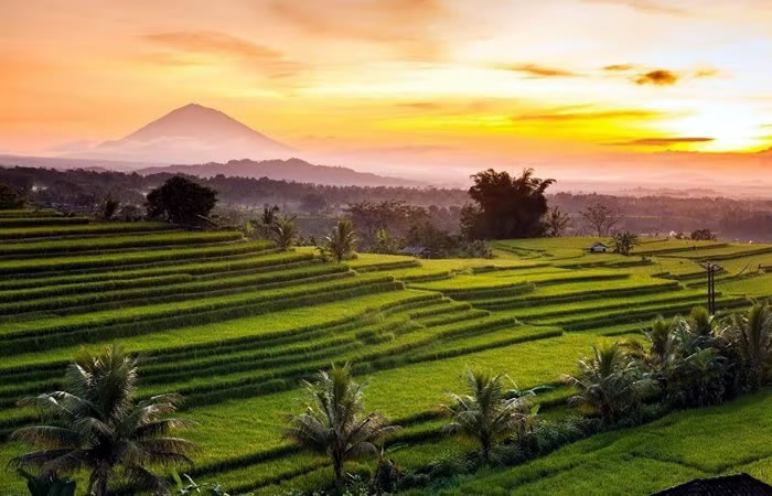 Antar Jemput Bandara Surabaya ke Jatiluwih Bali dan Carter Mobil.