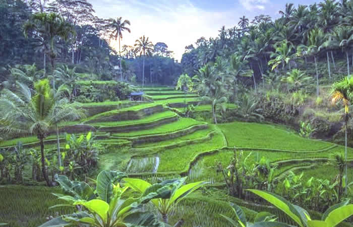 Antar Jemput Bandara Surabaya ke Tegalalang Bali dan Carter Mobil.